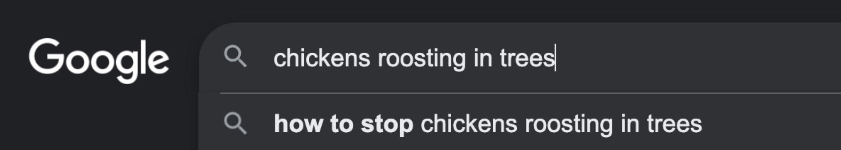 A screenshot of a Google search for 'chickens roosting in trees', where the top search suggestion is 'how to stop chickens roosting in trees'