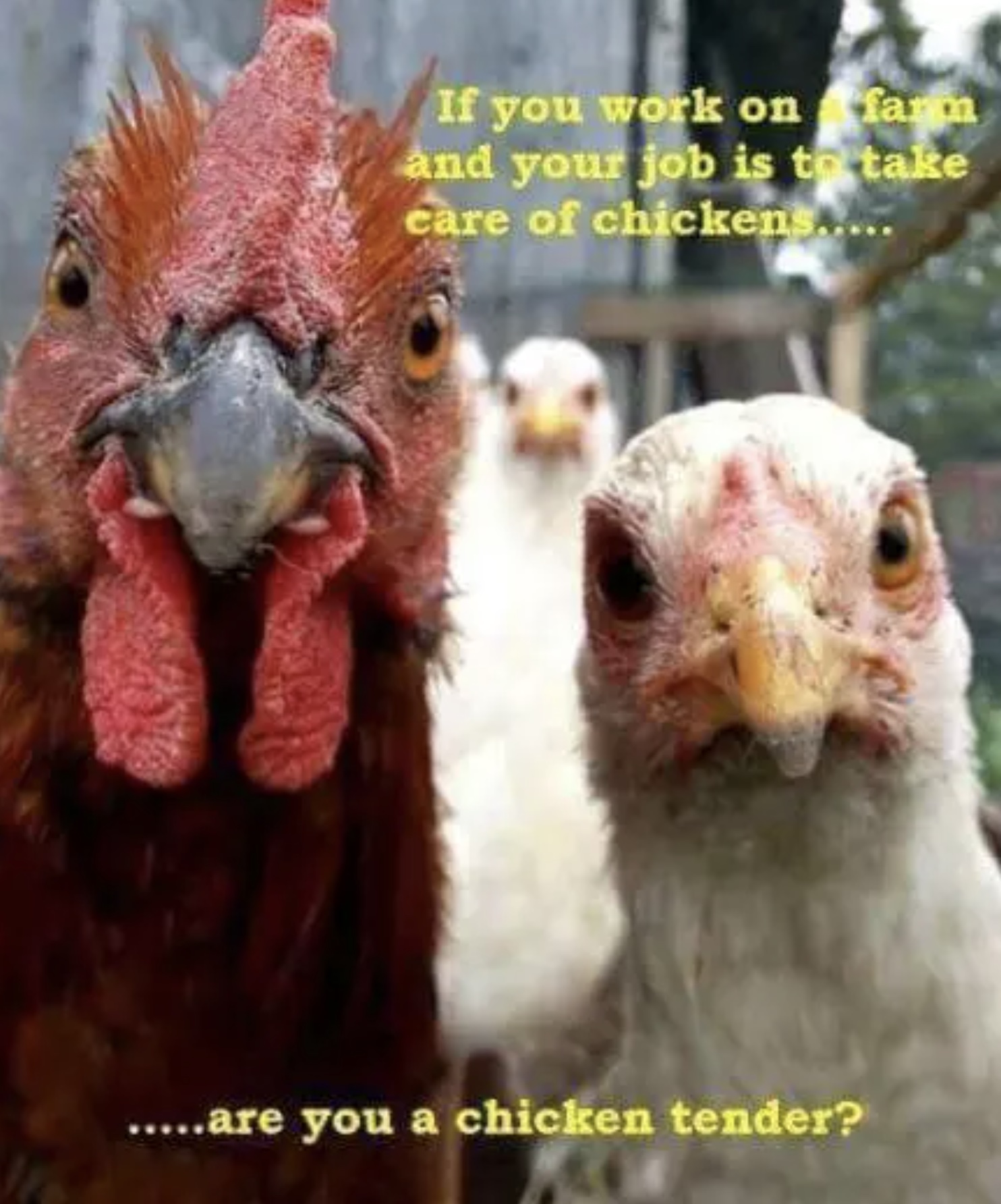 A photo of chickens, with overlaid text 'If you work on a farm and your job is to take care of chickens... ...are you a chicken tender?'