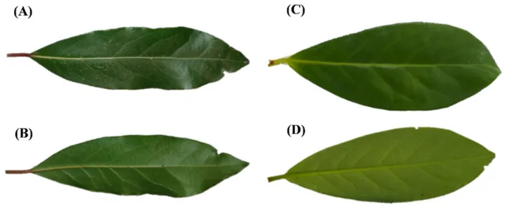 An image from a paper of four similar-looking leaves.