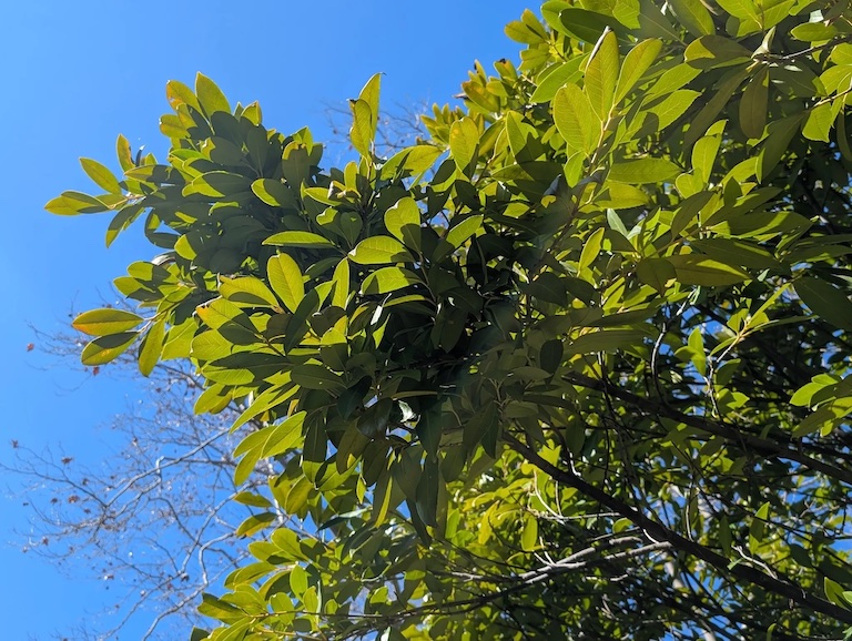 An image of the top branches of a leafy, bushy tree