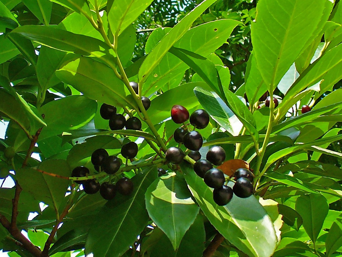 An image of a close-up of leafy branches with a bushel of dark red fruit.