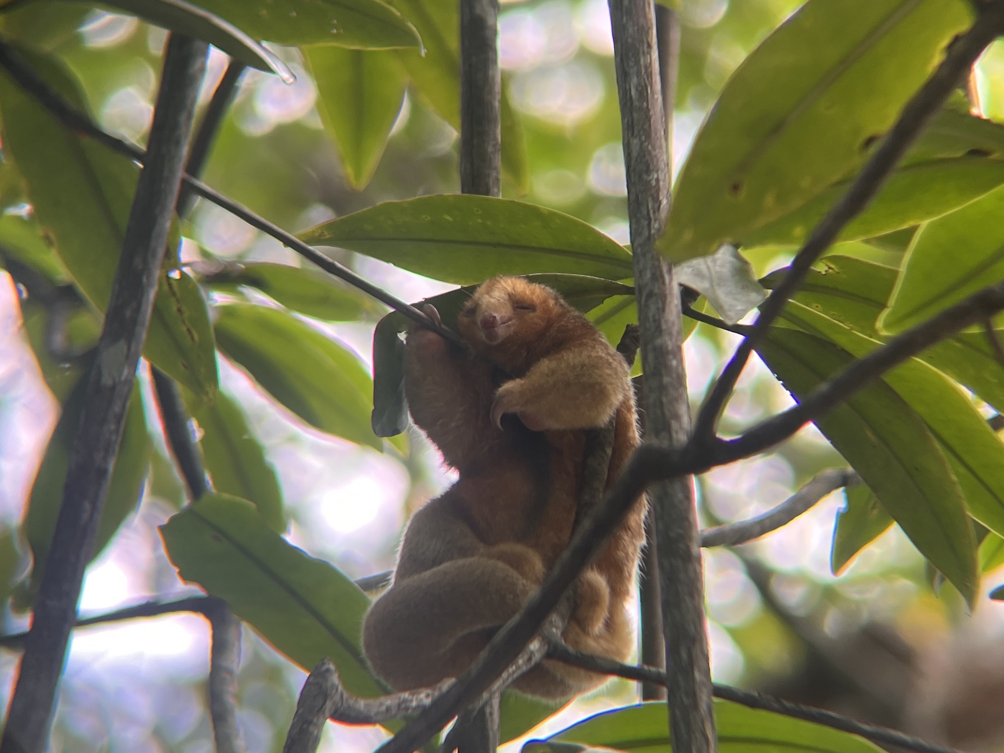 An image of a silky anteater clinging to a branch.