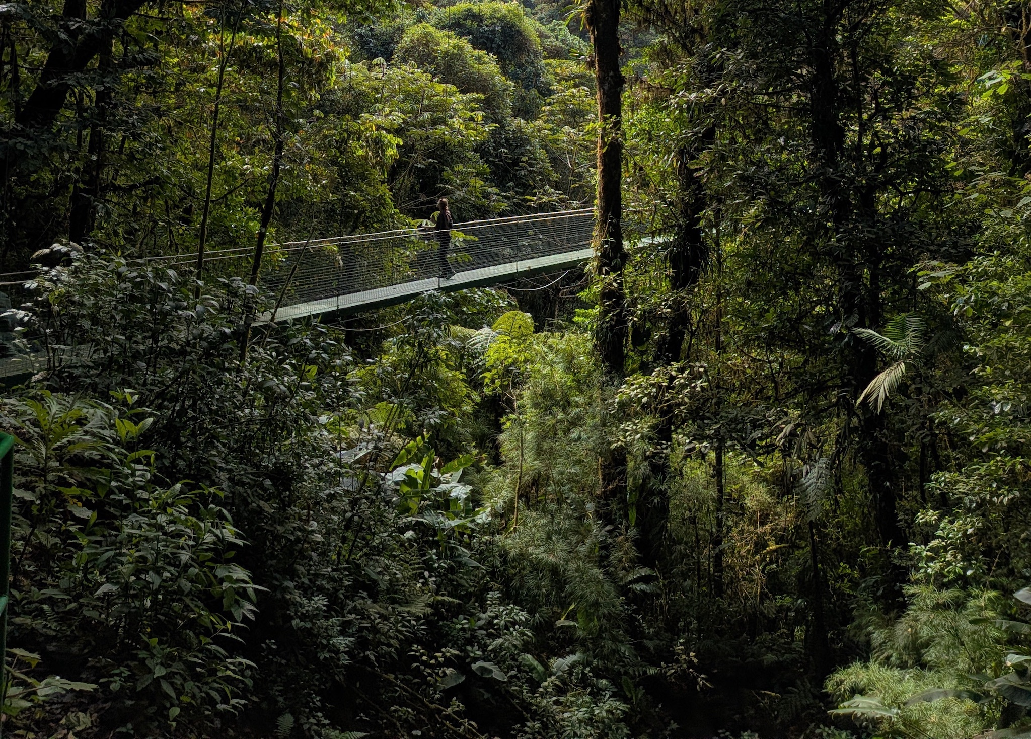 An image of a bridge in a Costa Rican jungle.